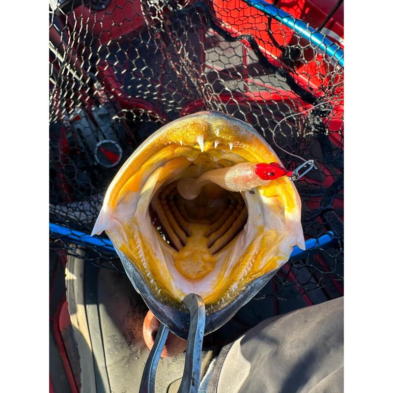 🔥🔥Speed Clips🐟
